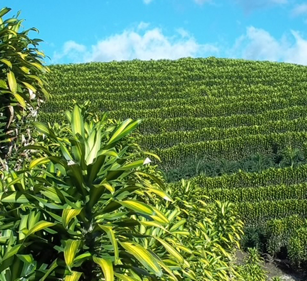 Costa Rica Cane Company