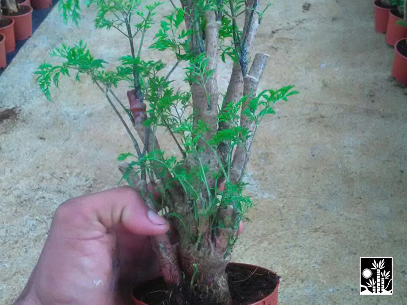 aralia