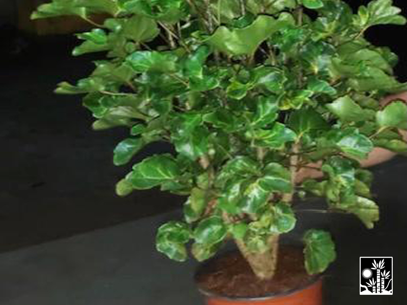 aralia