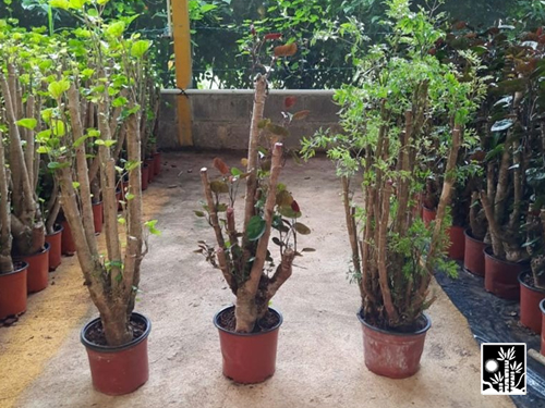 aralia