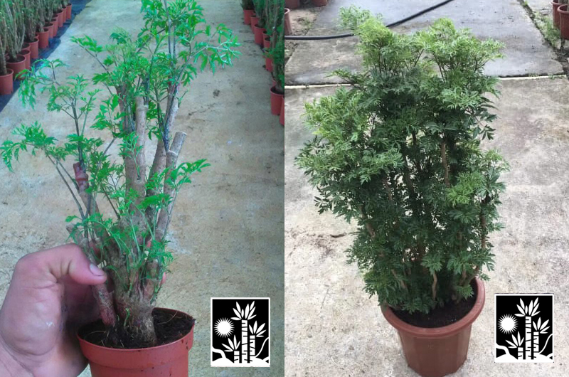 Aralia