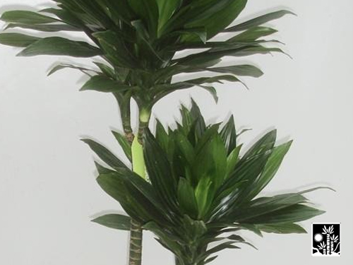 Dracaena Green Jewel