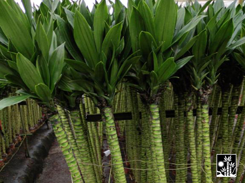 Dracaena Green Jewel