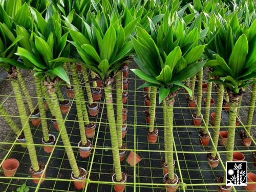Dracaena Green Jewel