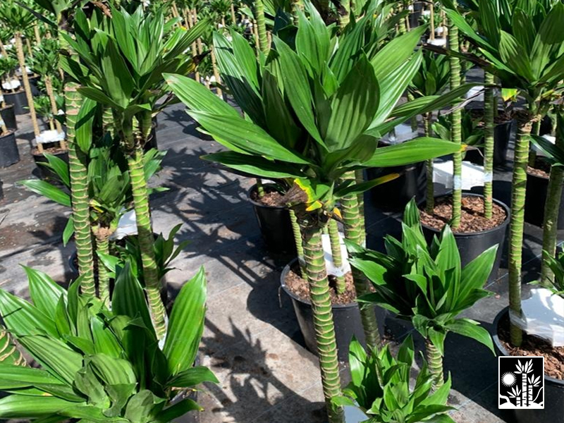 Dracaena Green Jewel
