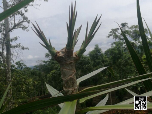Dracaena Marginata