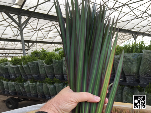 Dracaena Marginata