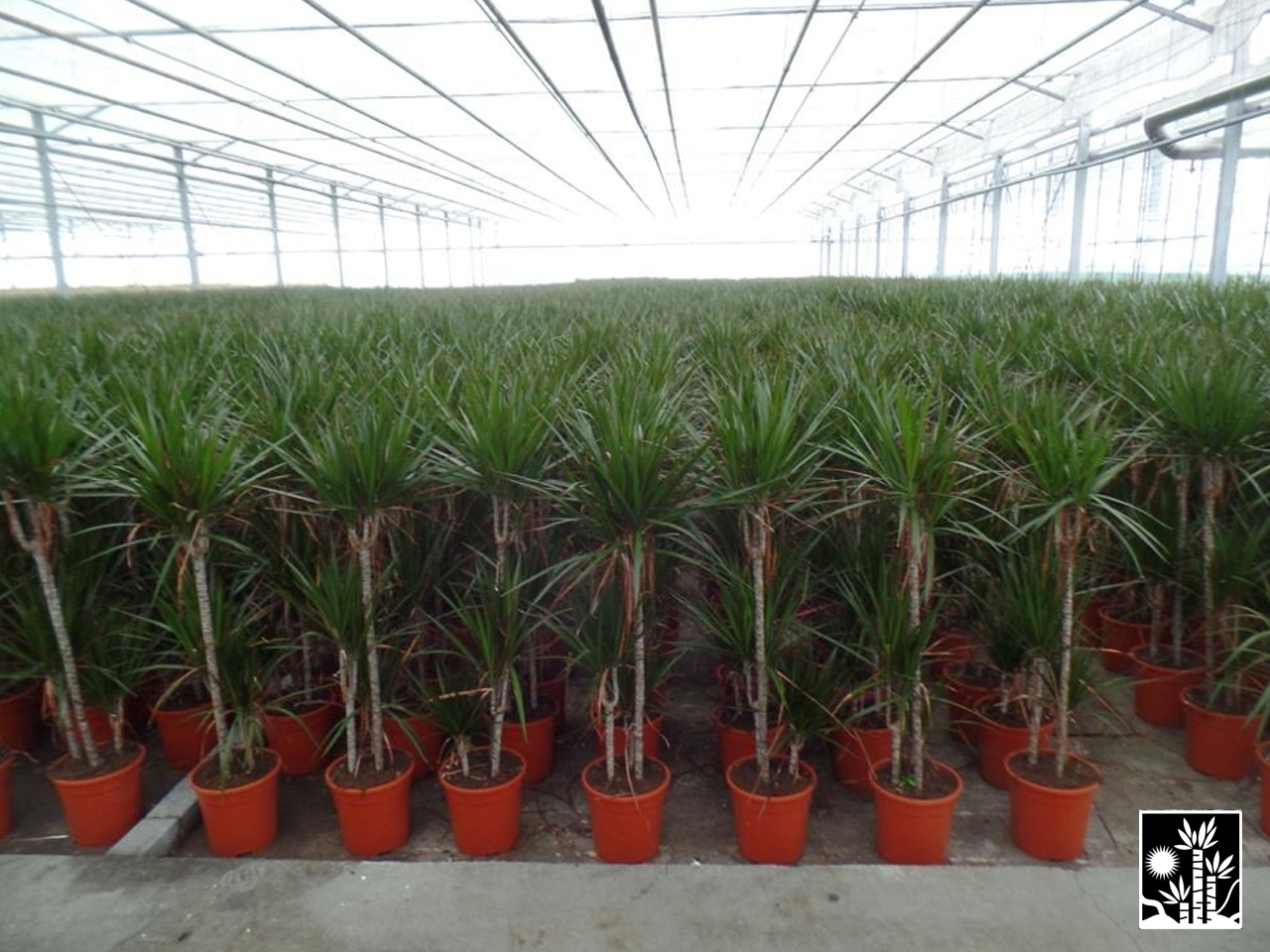 Dracaena Marginata
