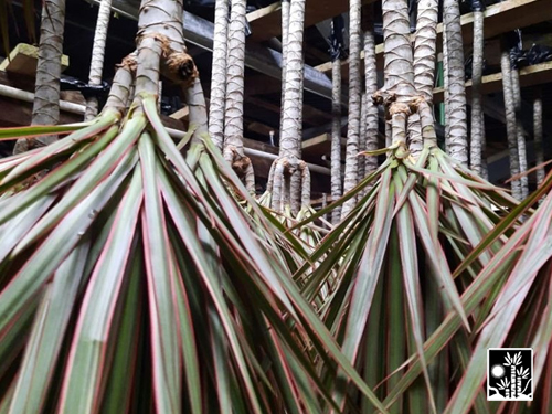 Dracaena Marginata
