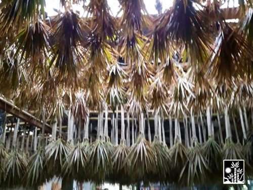 Dracaena Marginata