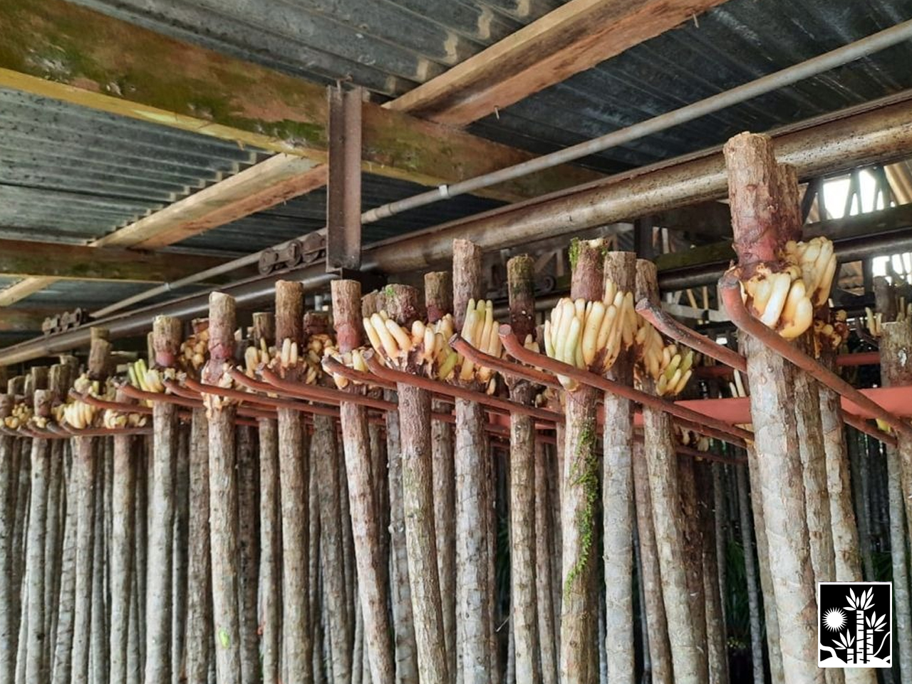 Dracaena Marginata
