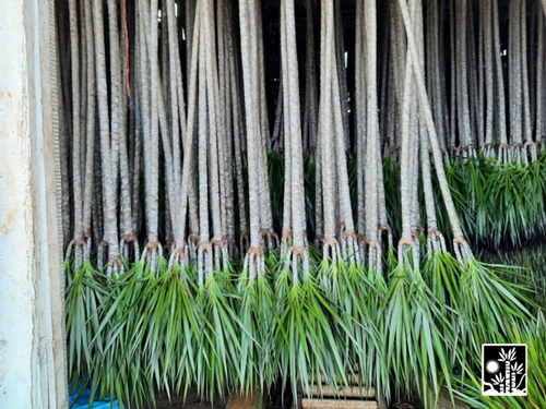Dracaena Marginata
