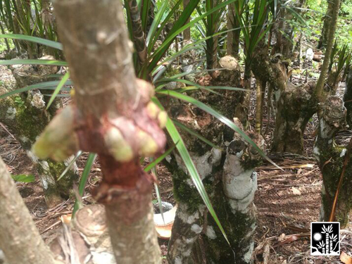 Dracaena Marginata