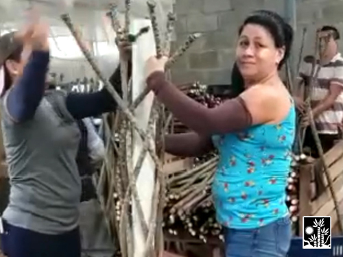Dracaena Marginata