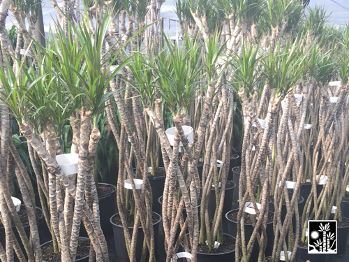 Dracaena Marginata