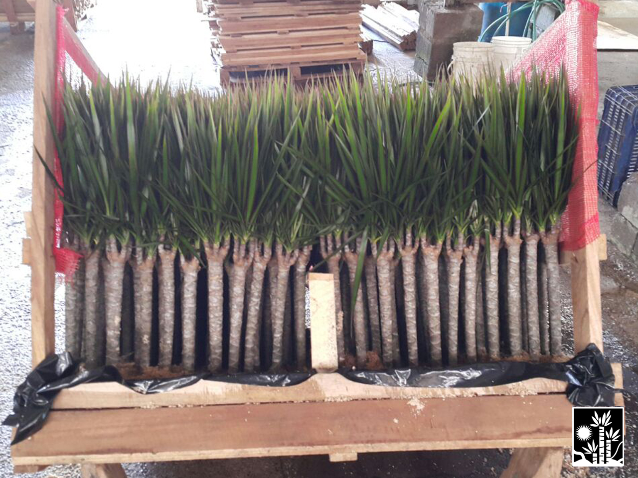 Dracaena Marginata