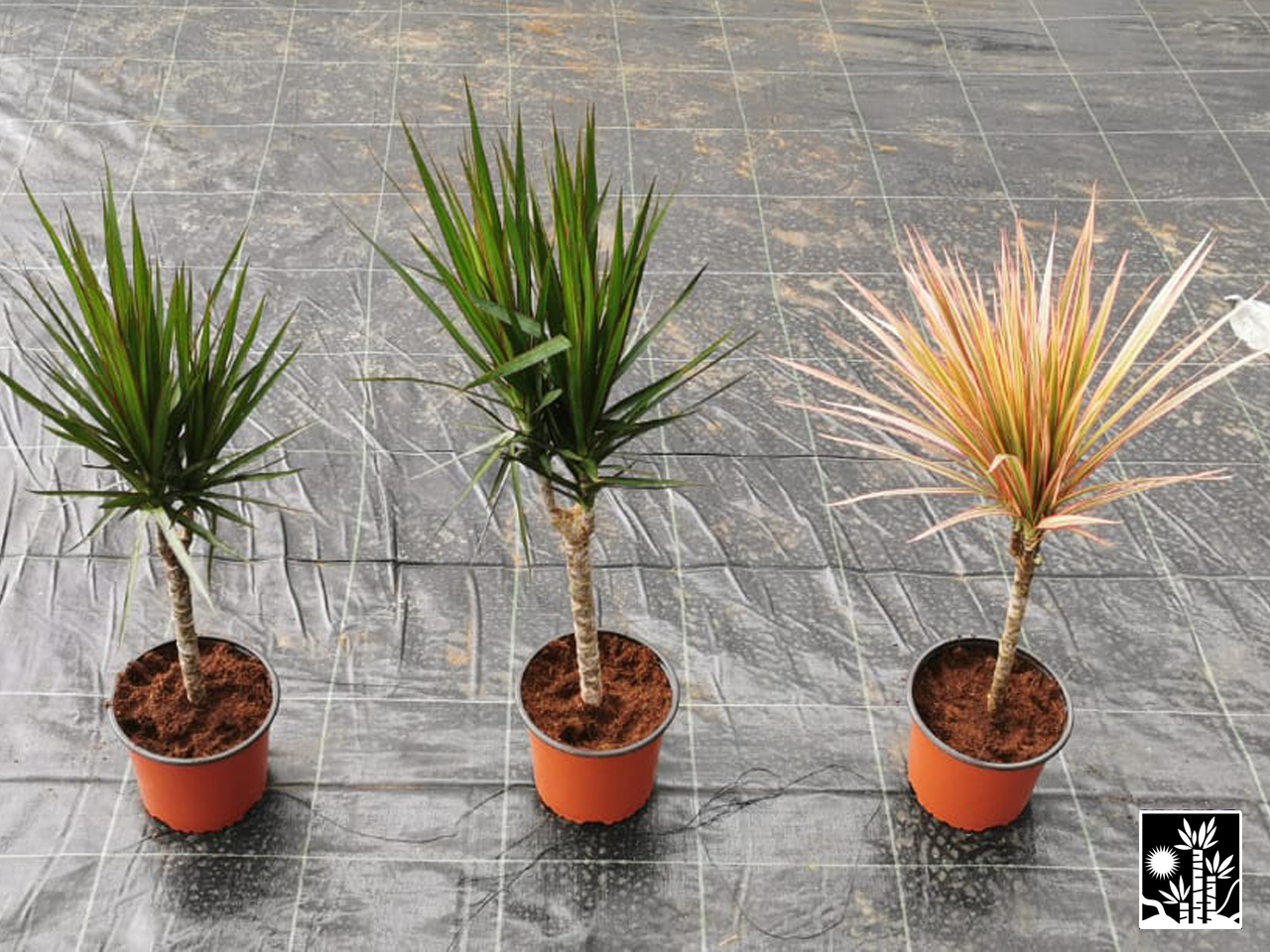 Dracaena Marginata
