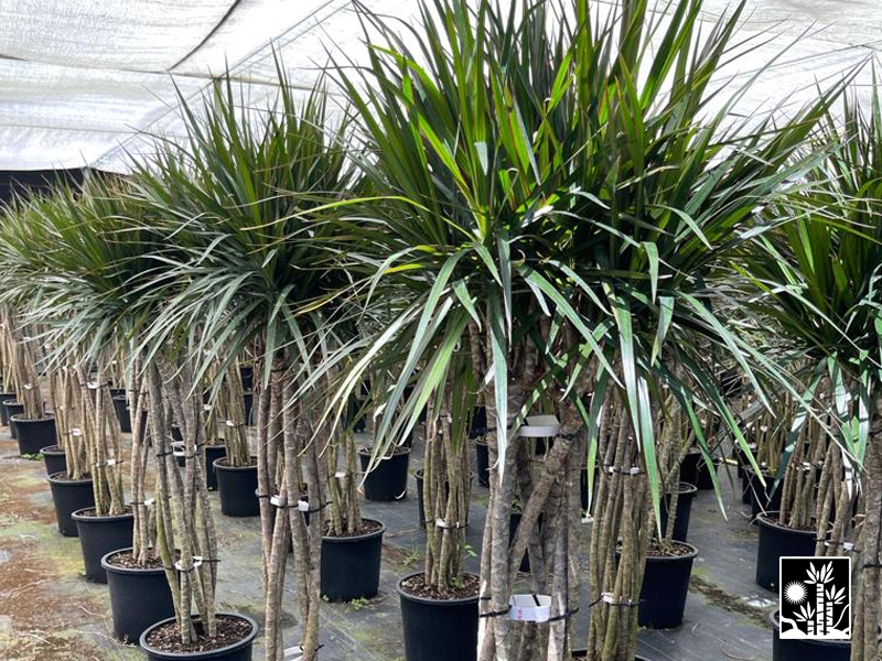 Dracaena Marginata