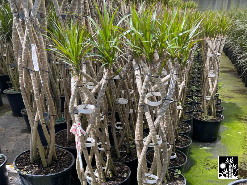 Dracaena Marginata
