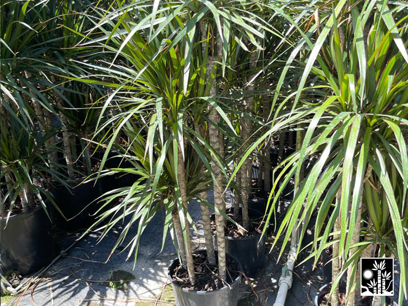 Dracaena Marginata