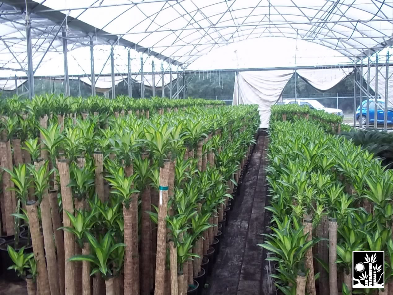 Dracaena Massangeana