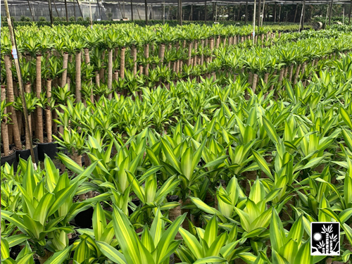 Dracaena Massangeana