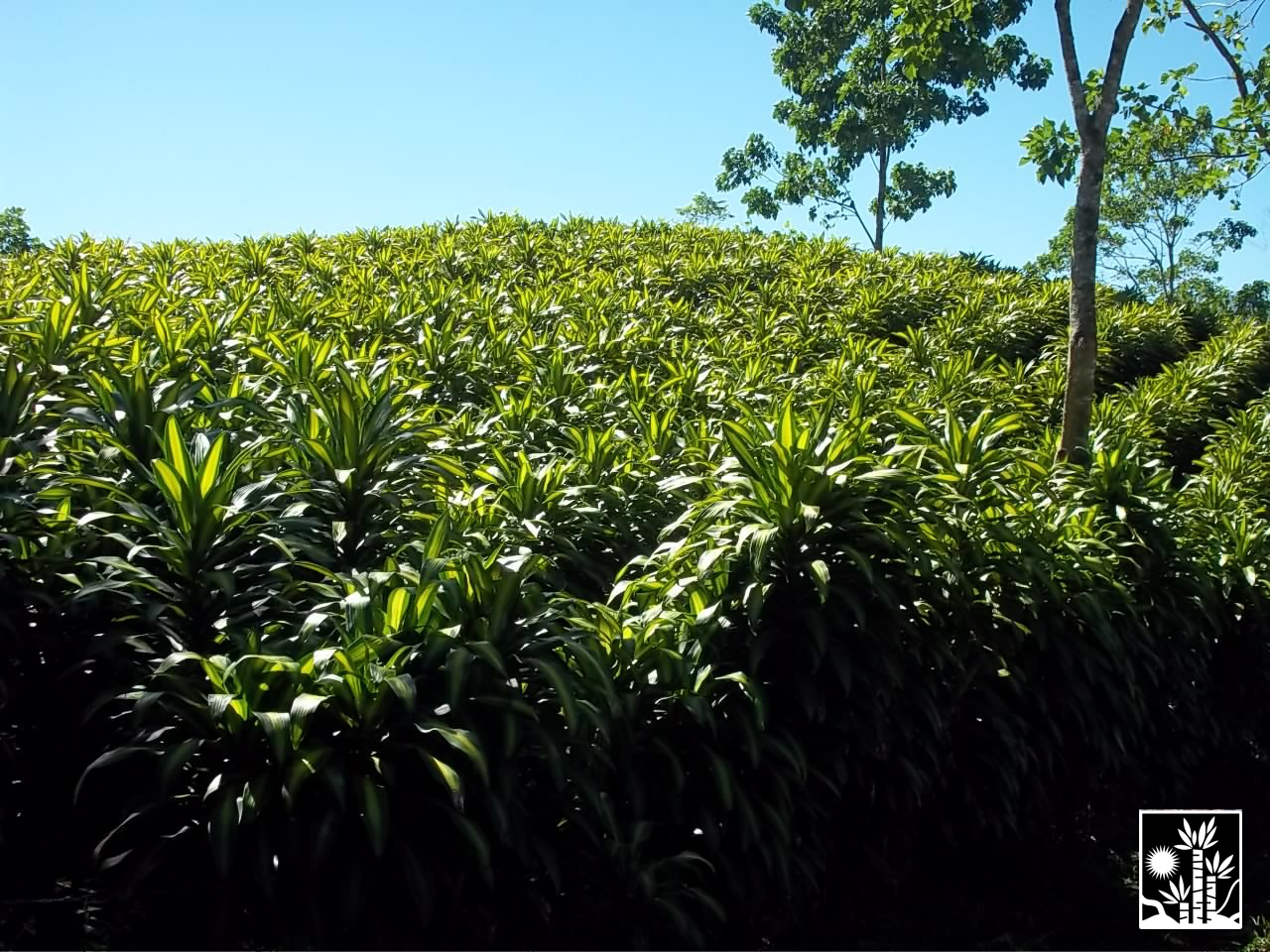 Dracaena Massangeana