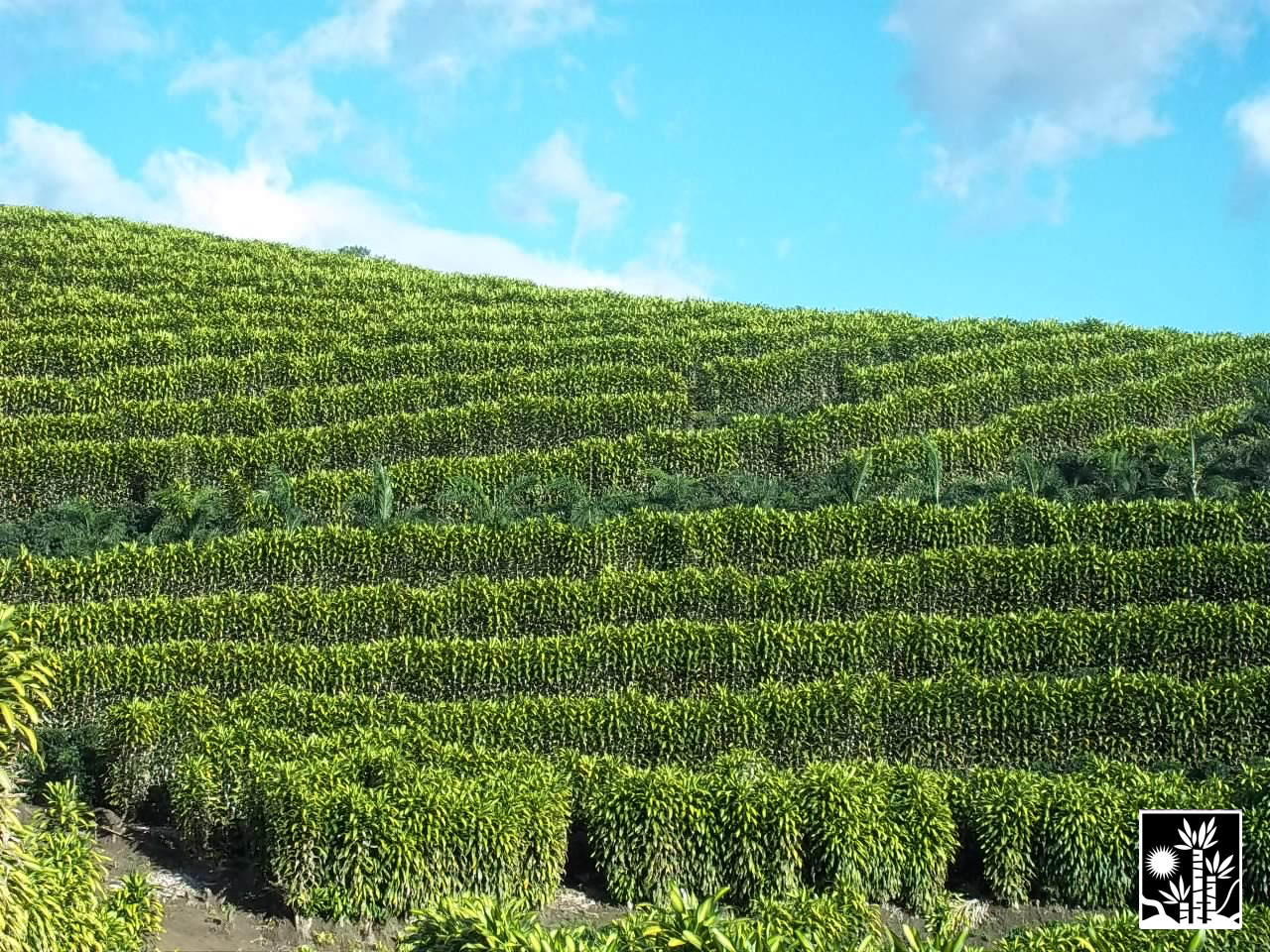 Dracaena Massangeana