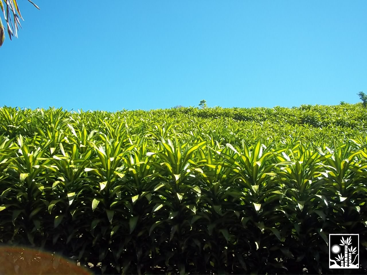 Dracaena Massangeana