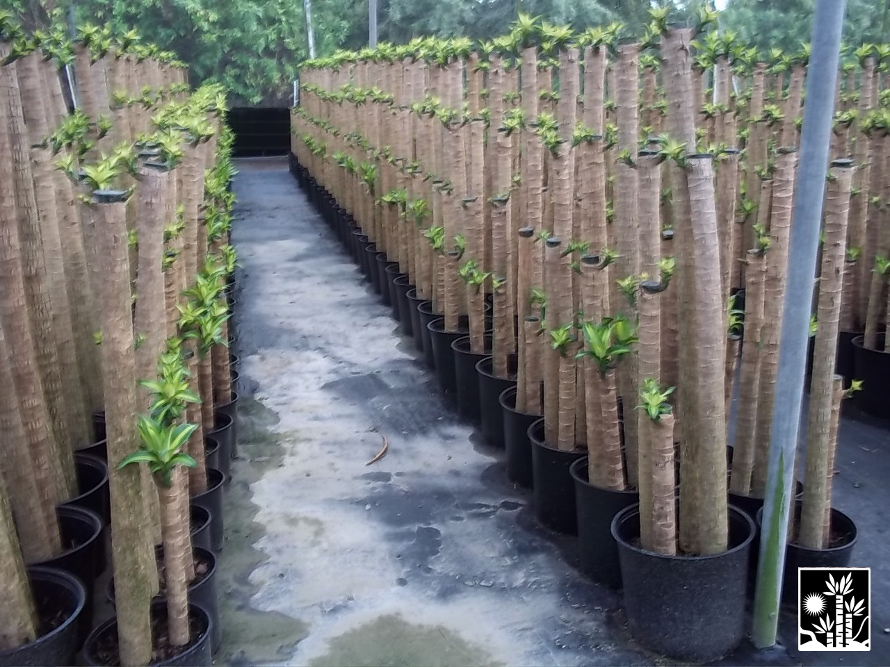 Dracaena Massangeana