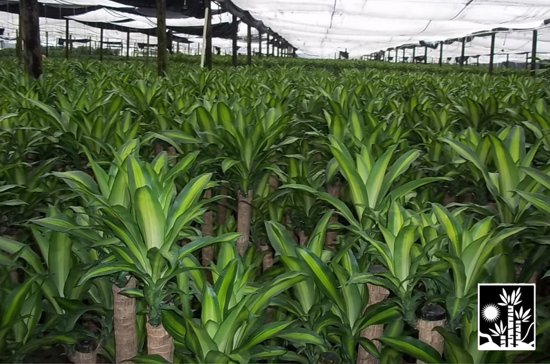 Dracaena Massangeana