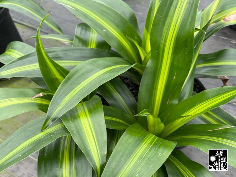 Dracaena Hawaiian Sunshine