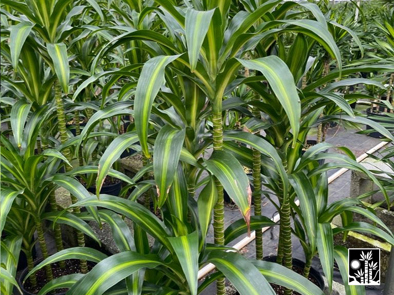 Dracaena Hawaiian Sunshine