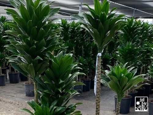 Dracaena Janet Craig Compacta