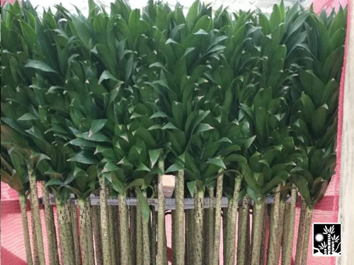 Dracaena Janet Craig Compacta