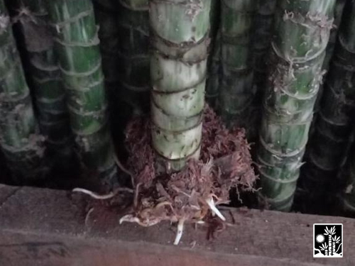 Dracaena Janet Craig Compacta