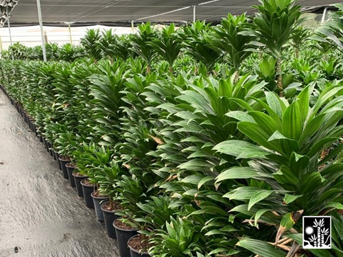 Dracaena Janet Craig Compacta