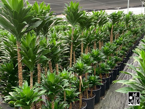 Dracaena Janet Craig Compacta