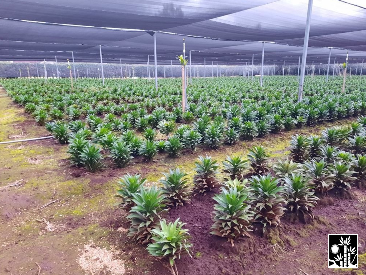 Dracaena Janet Craig Compacta