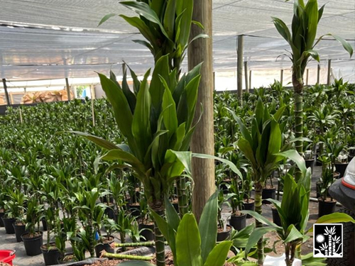 Dracaena Janet Craig Regular