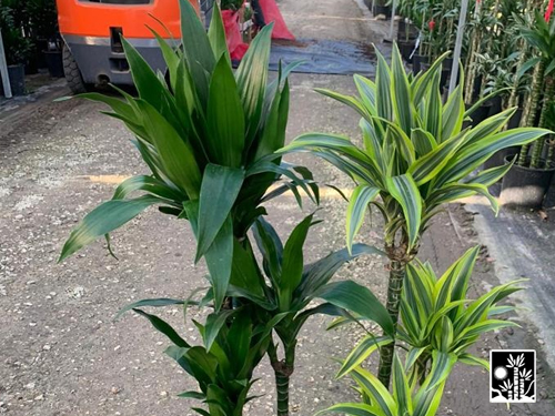 Dracaena Janet Craig Regular