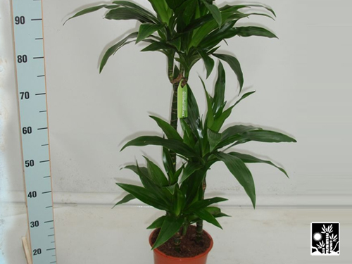 Dracaena Janet Craig Regular