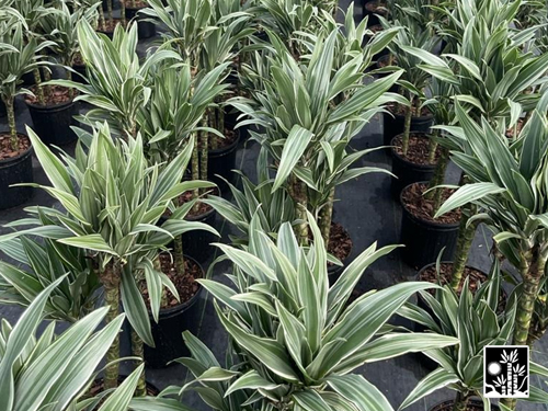 Dracaena Jumbo Warneckii