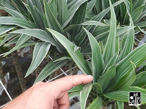 Dracaena Jumbo Warneckii