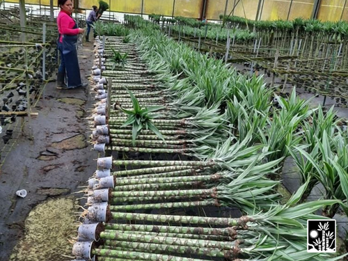 Dracaena Jumbo Warneckii