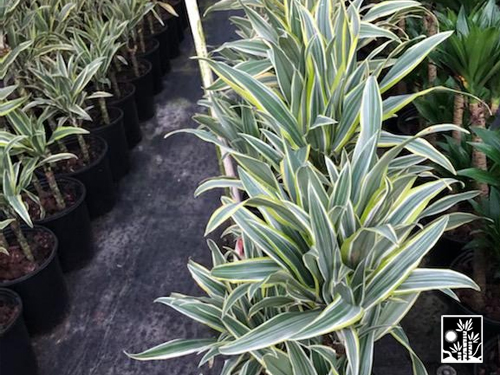 Dracaena Lemon Jumbo