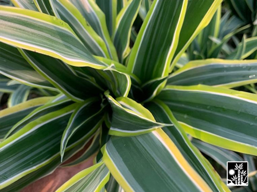 Dracaena Lemon Jumbo