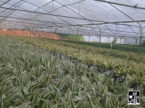 Dracaena Lemon Jumbo