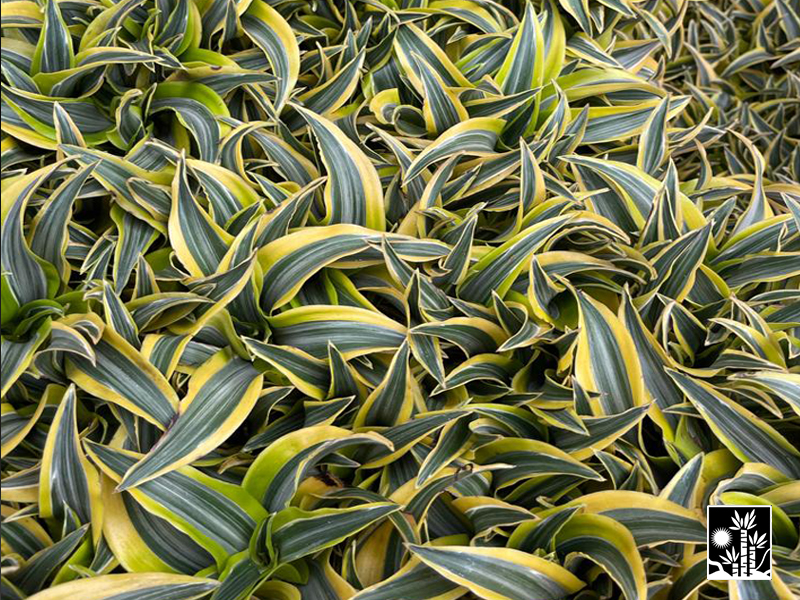 Dracaena Deremensis Lemon Lime Surprise