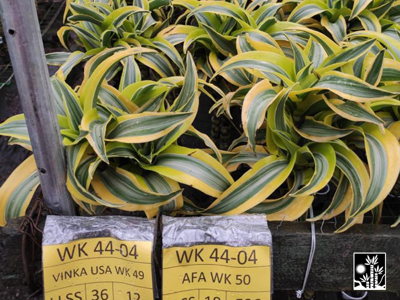 Dracaena Deremensis Lemon Lime Surprise